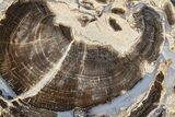 Petrified Wood (Schinoxylon) End-Cut - Blue Forest, Wyoming #362450-1